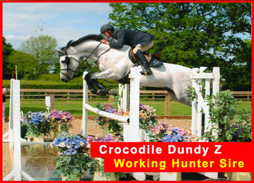 Working Hunter Stallion